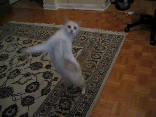 ТАНЦУЮЩИЙ КОТ СЕМЕН