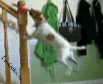 Бой с игрушкой