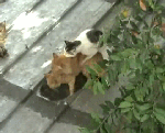 Cats party