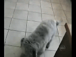 Трус не играет в хоккей