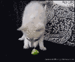 Наркотический лайм