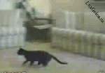 Сальто - мортано кота